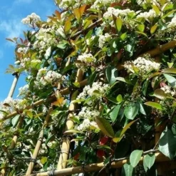 Glansmispel Als Leiboom (Photinia Fraseri 'Red Robin') 9 Glansmispel Als Leiboom (Photinia Fraseri 'Red Robin') -Aanbiedingen Hortus Groei Winkel photinialeiboom01