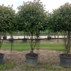 Meerstammige Glansmispel (Photinia Fraseri 'Red Robin') -Aanbiedingen Hortus Groei Winkel photiniaredrobinmeerstammig01
