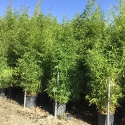 Bamboe (Phyllostachys Aurea) -Aanbiedingen Hortus Groei Winkel phyllostachus aurea 150 200cm