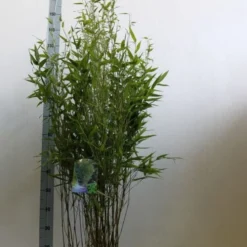 Bamboe (Phyllostachys Bissetii) -Aanbiedingen Hortus Groei Winkel phyllostachus bissetii 100 125 cm co. 10l kopie