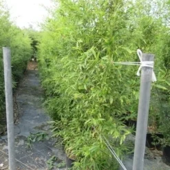 Bamboe (Phyllostachys Aureosulcata 'Spectabilis') -Aanbiedingen Hortus Groei Winkel phyllostachys 2 1