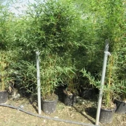 Bamboe (Phyllostachys Aurea) -Aanbiedingen Hortus Groei Winkel phyllostachys 3