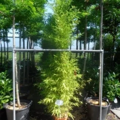 Bamboe (Phyllostachys Aurea) -Aanbiedingen Hortus Groei Winkel phyllostachys aurea 175 200 c12