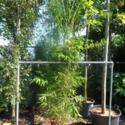 Bamboe (Phyllostachys Aurea) -Aanbiedingen Hortus Groei Winkel phyllostachys aurea 175 200 c20