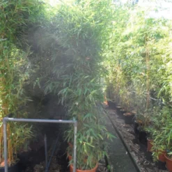 Bamboe (Phyllostachys Aurea) -Aanbiedingen Hortus Groei Winkel phyllostachys aurea 200 250 c25