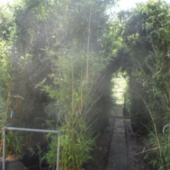 Bamboe (Phyllostachys Aurea) -Aanbiedingen Hortus Groei Winkel phyllostachys aurea 250 300 c35