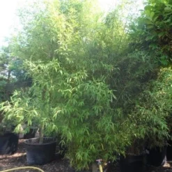 Bamboe (Phyllostachys Aurea) -Aanbiedingen Hortus Groei Winkel phyllostachys aurea 300 400 c160 200 extra