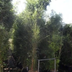 Bamboe (Phyllostachys Aurea) -Aanbiedingen Hortus Groei Winkel phyllostachys aurea 350 400 c50 70