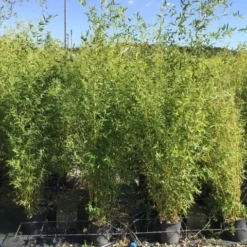 Bamboe (Phyllostachys Aureosulcata 'Spectabilis') -Aanbiedingen Hortus Groei Winkel phyllostachys aureosulcata spectabilis 100125