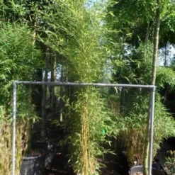 Bamboe (Phyllostachys Aureosulcata 'Spectabilis') -Aanbiedingen Hortus Groei Winkel phyllostachys aureosulcata spectabilis 175 200 c12