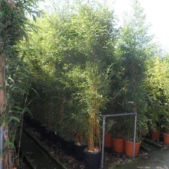 Bamboe (Phyllostachys Aureosulcata 'Spectabilis') -Aanbiedingen Hortus Groei Winkel phyllostachys aureosulcata spectabilis 200 250 c25