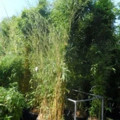 Bamboe (Phyllostachys Aureosulcata 'Spectabilis') -Aanbiedingen Hortus Groei Winkel phyllostachys aureosulcata spectabilis 300 400 c50 70
