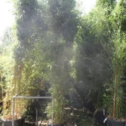 Bamboe (Phyllostachys Bissetii) -Aanbiedingen Hortus Groei Winkel phyllostachys bissetii 250 300 c35