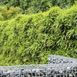 Bamboe (Phyllostachys Bissetii) -Aanbiedingen Hortus Groei Winkel phyllostachys bissetti 1