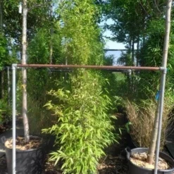 Bamboe (Phyllostachys Nigra) -Aanbiedingen Hortus Groei Winkel phyllostachys nigra 150 200 c12
