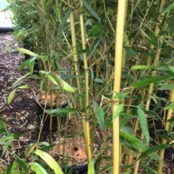 Bamboe (Phyllostachys Aureosulcata 'Spectabilis') -Aanbiedingen Hortus Groei Winkel phyllostahys spectabilis 1