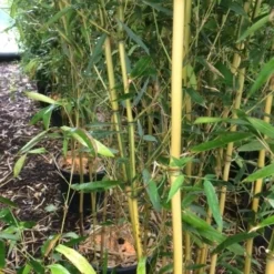 Bamboe (Phyllostachys Aureosulcata 'Spectabilis') -Aanbiedingen Hortus Groei Winkel phyllostahys spectabilis 2