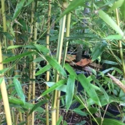 Bamboe (Phyllostachys Aureosulcata 'Spectabilis') -Aanbiedingen Hortus Groei Winkel phyllostahys spectabilis 3