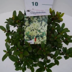 Dwergrhododendron (Rhododendron 'Princess- Anne') -Aanbiedingen Hortus Groei Winkel pincess ann c2 boven