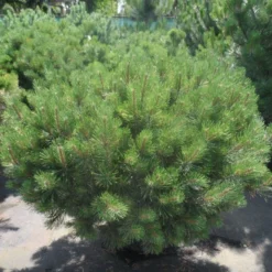 Bergden (Pinus Mugo Mughus) -Aanbiedingen Hortus Groei Winkel pinus mugo mughus 100 125