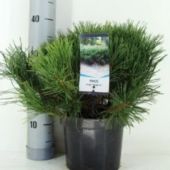 Bergden (Pinus Mugo Mughus) -Aanbiedingen Hortus Groei Winkel pinus mugo mughus c3 m