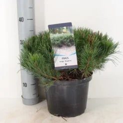 Bergden (Pinus Mugo Mughus) -Aanbiedingen Hortus Groei Winkel pinus mugo mughus c5 m