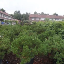 Bergden (Pinus Mugo Mughus) -Aanbiedingen Hortus Groei Winkel pinus mugo mughus diameter 100 125 150 c130