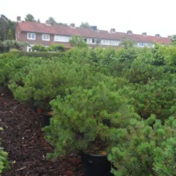 Bergden (Pinus Mugo Mughus) -Aanbiedingen Hortus Groei Winkel pinus mugo mughus diameter 100 125 150 c130 2
