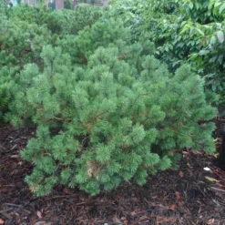 Bergden (Pinus Mugo Mughus) -Aanbiedingen Hortus Groei Winkel pinus mugo mughus diameter 100 125 150 c130 3