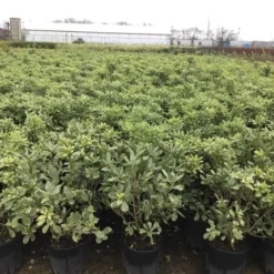 Australische Laurier (Pittosporum Tobira 'Variegatum') -Aanbiedingen Hortus Groei Winkel pit