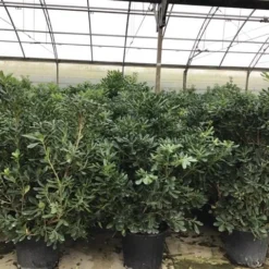 Australische Laurier (Pittosporum Tobira) -Aanbiedingen Hortus Groei Winkel pittosporum