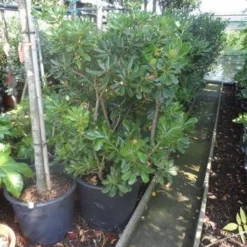 Australische Laurier (Pittosporum Tobira) -Aanbiedingen Hortus Groei Winkel pittosporum tobira 100 125 c50