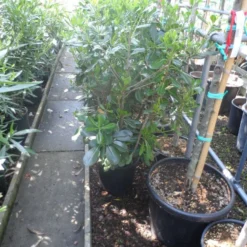 Australische Laurier (Pittosporum Tobira) -Aanbiedingen Hortus Groei Winkel pittosporum tobira c10