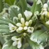 Australische Laurier (Pittosporum Tobira 'Variegatum')