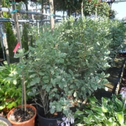 Australische Laurier (Pittosporum Tobira 'Variegatum') -Aanbiedingen Hortus Groei Winkel pittosporum tobira variegatum 100 125 c35 50