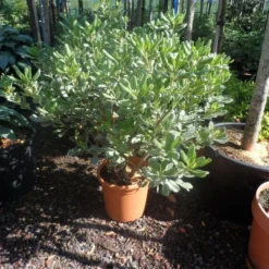 Australische Laurier (Pittosporum Tobira 'Variegatum') -Aanbiedingen Hortus Groei Winkel pittosporum tobira variegatum c10