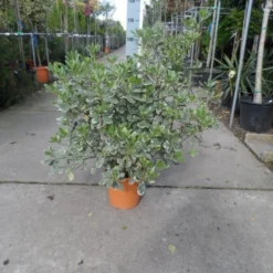Australische Laurier (Pittosporum Tobira 'Variegatum') -Aanbiedingen Hortus Groei Winkel pittosporum tobira variegatum c10