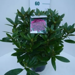 Rhododendron (Rhododendron 'Polarnacht') -Aanbiedingen Hortus Groei Winkel polarnacht c5 zij