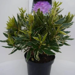 Bosrhododendron (Rhododendron Ponticum 'Variegatum') -Aanbiedingen Hortus Groei Winkel pont variegatum c5 voor