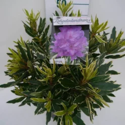 Bosrhododendron (Rhododendron Ponticum 'Variegatum') -Aanbiedingen Hortus Groei Winkel pont variegatum c5 zij