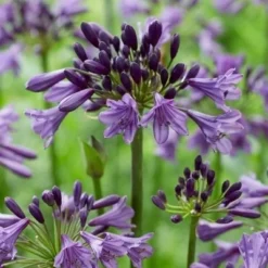 Afrikaanse Lelie (Agapanthus 'Poppin Purple') -Aanbiedingen Hortus Groei Winkel poppinpurple03