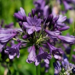 Afrikaanse Lelie (Agapanthus 'Poppin Purple') -Aanbiedingen Hortus Groei Winkel poppinpurple04