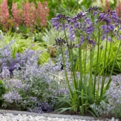 Afrikaanse Lelie (Agapanthus 'Poppin Purple') -Aanbiedingen Hortus Groei Winkel poppinpurple05