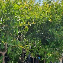 Abrikoos Als Halfstam (Prunus Armeniaca 'Antonio Errani') -Aanbiedingen Hortus Groei Winkel prunus armeniaca antonio errani 2 1