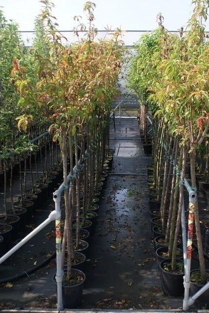 Zure Kers (Prunus Cerasus 'Morel') 2 Zure Kers (Prunus Cerasus 'Morel') - Afbeelding 2