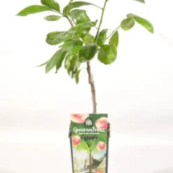 Pruimenboom (Prunus Domestica 'Opal') -Aanbiedingen Hortus Groei Winkel prunus dom. opal rp2l pruim vroeg zoet paars
