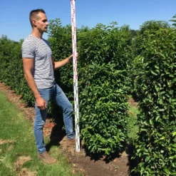 Uitgelichte producten -Aanbiedingen Hortus Groei Winkel prunus l ang 150175 1