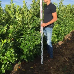 Uitgelichte producten -Aanbiedingen Hortus Groei Winkel prunus l rot 150175 1