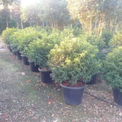 Portugese Laurier Als Bol (Prunus Lusitanica 'Angustifolia') -Aanbiedingen Hortus Groei Winkel prunus lusitanica 1