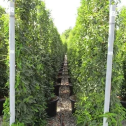 Portugese Laurier Als Leivorm (Prunus Lusitanica 'Angustifolia') -Aanbiedingen Hortus Groei Winkel prunus lusitanica 110x180 leivorm 2